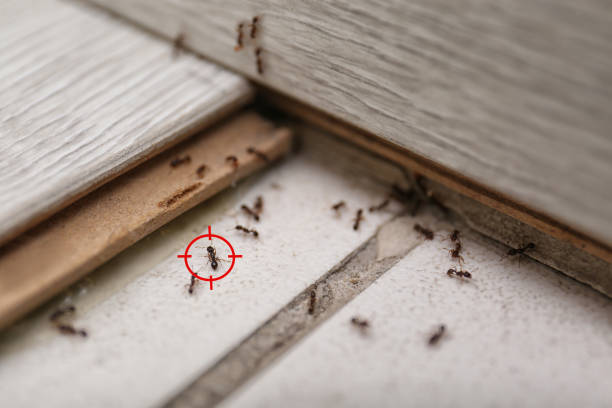 Best Commercial Pest Control Services  in Sperry, OK