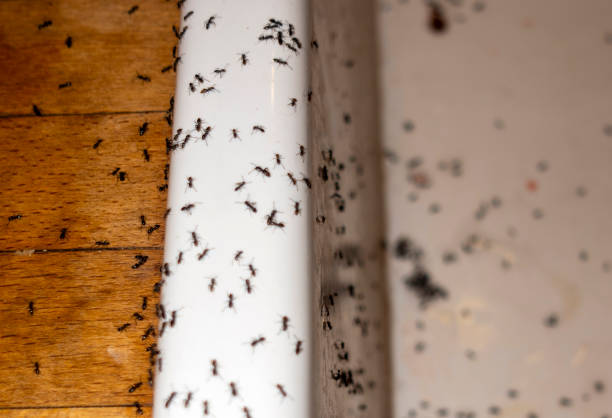 Best Exterminator Services  in Sperry, OK